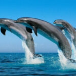 dolphin-2