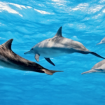 dolphin1